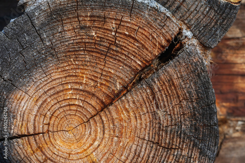 The texture of coniferous tree  burnt log in  cut with rings, cracks, holes, cuts and scratches. To  center there are filamentary tarry  smudges, to the edge - burnt, charred insertion, inclusions. photo