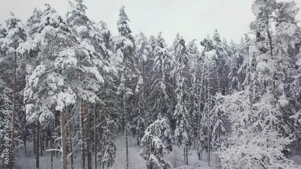 custom made wallpaper toronto digitalWinter forest nature snow-covered winter trees landscape. recreation travel and tourism frosty tree tops bright colors aerial photography . The sky is on the horizon.