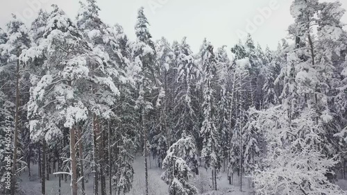 Wallpaper Mural Winter forest nature snow-covered winter trees landscape. recreation travel and tourism frosty tree tops bright colors aerial photography . The sky is on the horizon. Torontodigital.ca