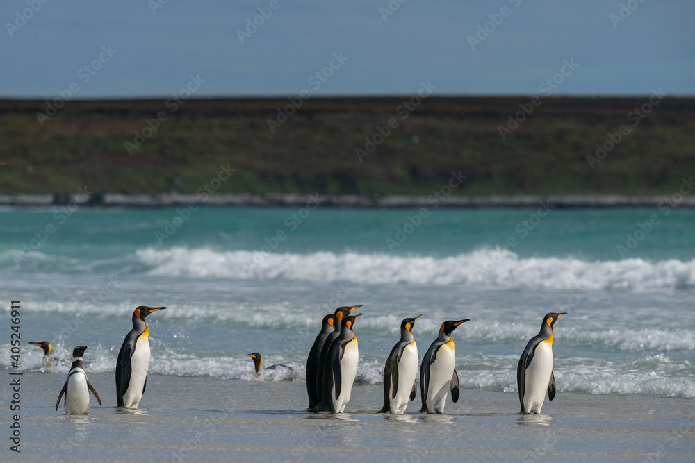 Fototapeta premium The king penguin (Aptenodytes patagonicus)