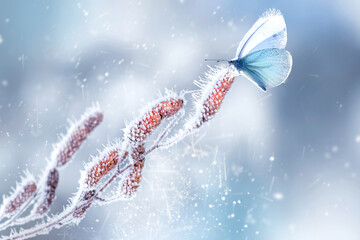 Delicate fragile butterfly on a birch branch in frost and snow in a fairy forest. Spring winter natural background. Wonderland. Copy space.