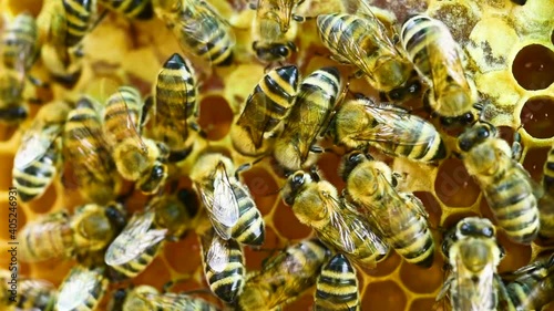 Young bees feeding on the nectar in honeycomb - 2