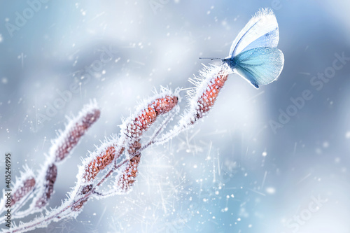 Delicate fragile butterfly on a birch branch in frost and snow in a fairy forest. Spring winter natural background. Wonderland. Copy space.