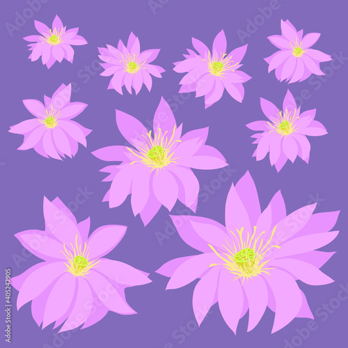 Flowers of the nut-bearing lotus with pistils and stamens on a purple background. Vector. For gift paper or for repeat printing.