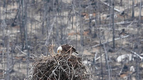 Bald eagle in the wild