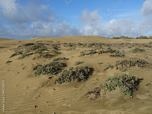 Landscape in the Natural Park of Dunes and Oasis of Maspalomas. South of Gran Canaria Island. Spain.