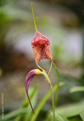 Beautiful Masdevallia orchid in the Quito Botanical Gardens, Quito, Ecuador photo