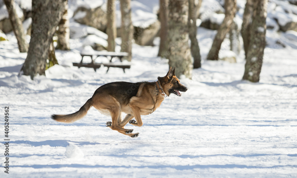 Purebred german shepherd dog running in the snow Purebred german shepherd dog running in the snow