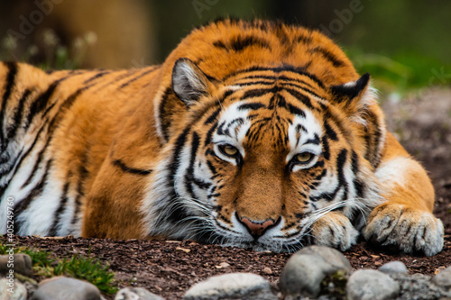 Tiger © immer_weiter_rauf