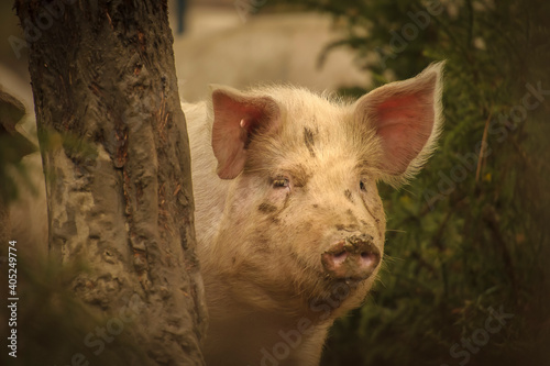 Cerdo escondido tras un árbol © enzo
