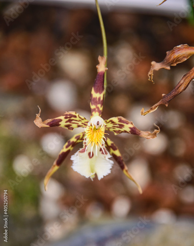 Odontoglossum orchids in the Quito Botanical Gardens, Quito, Ecuador photo