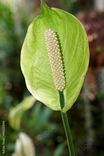 Closeup shot of green spathiphyllum floribundum houseplant photo