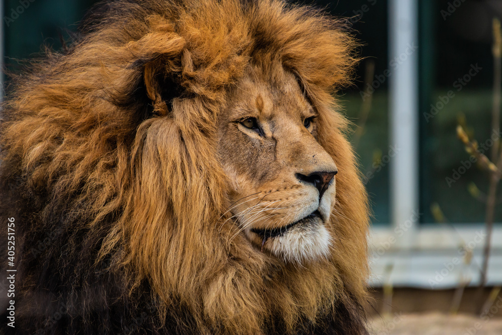 Naklejka premium Lion