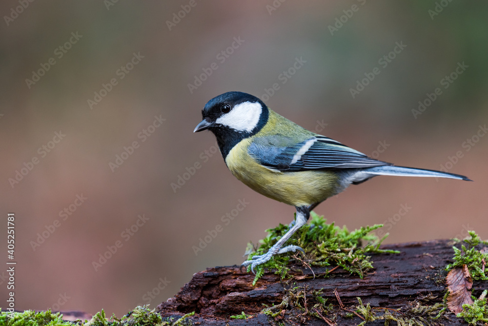 Obraz premium A great tit on a log with moss