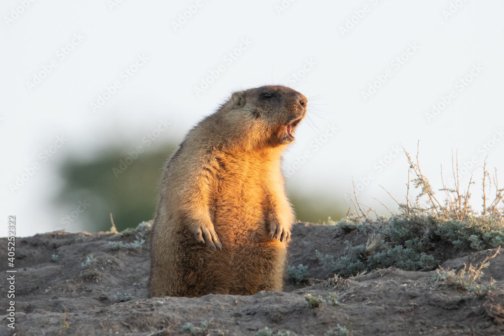 Fototapeta premium The Groundhog stands on its hind legs near the burrow and whistles. Eyes closed, as if he is singing. Beautiful morning light. A life-size portrait of the animal.