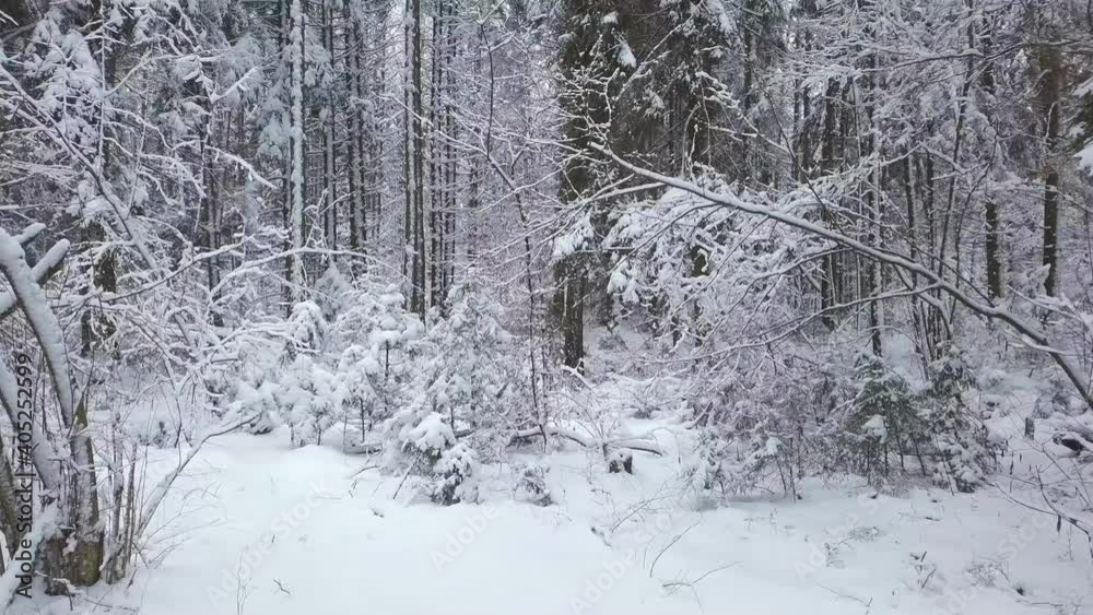 Flying drone camera on a snowy forest road in snowy weather in the forest on a winter day. Flying drone camera on a snowy forest road in snowy weather in the forest on a winter day.