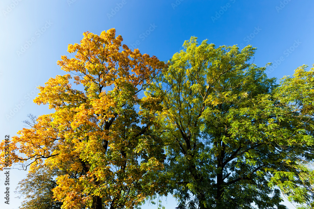 deciduous oak trees in the forest or in the Park