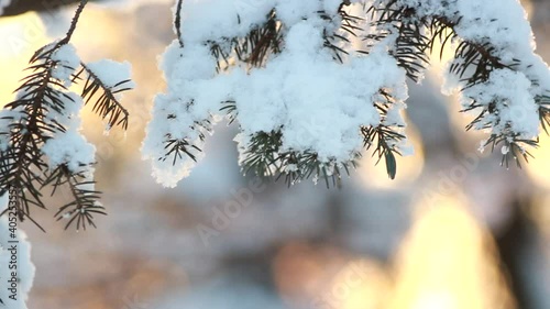 Winter forest - fluffy snow on the branches of coniferous trees. Sunset in the winter forest during a snowfall.