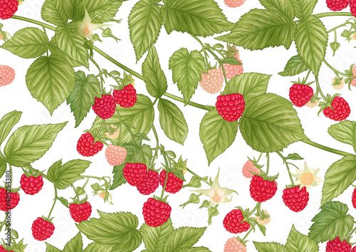 Raspberry. Ripe berries on branch. Seamless pattern, background. Graphic drawing, engraving style. Vector illustration