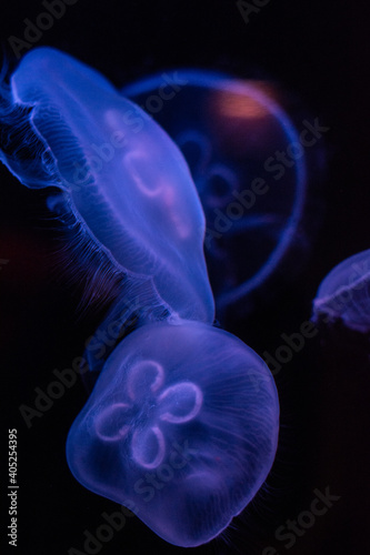 wildlife and jellyfish