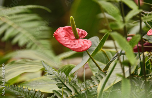 Anthurium flower in the Quito Botanical Gardens, Quito, Ecuador photo