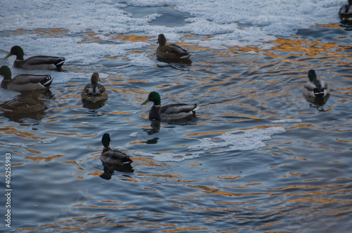 Mallard Ducks in Foamy Water
