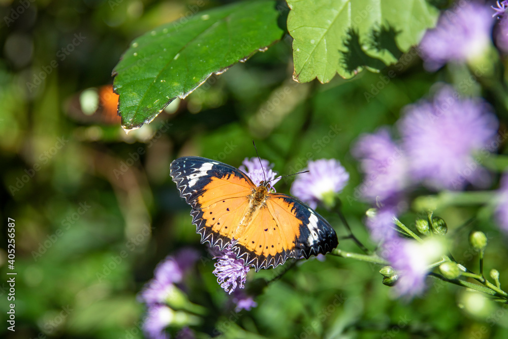 Naklejka premium Butterfly on a green leaf of a flower.