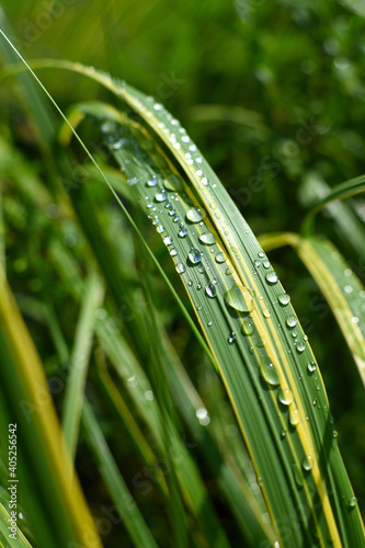 grass blades with waterdrops closeup