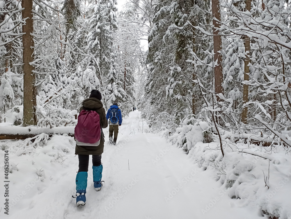 A female tourist walking with a backpack. Beautiful landscape with coniferous trees and white snow.