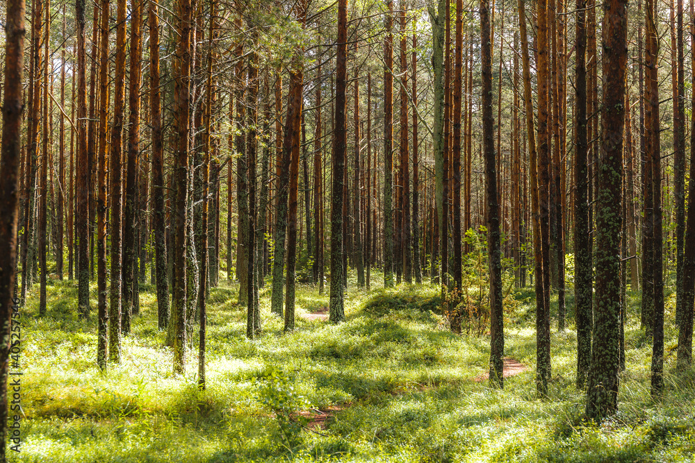 Wet pine forest after the rain. Sunny day.