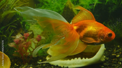 goldfish swims in the aquarium.