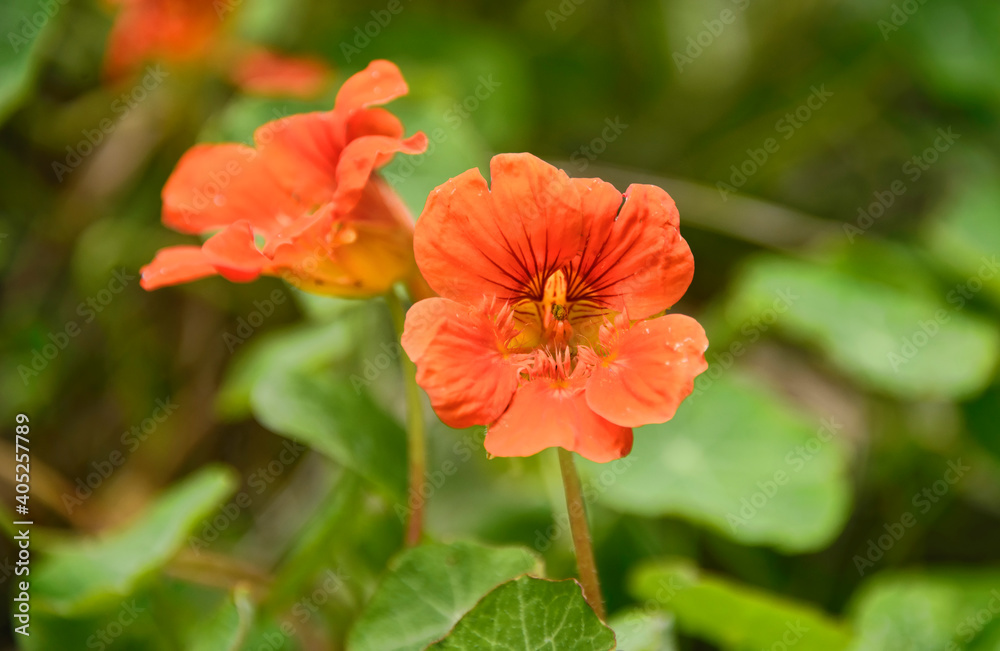 Garden Nasturtium, Tropaeolum majus, Quito, Ecuador