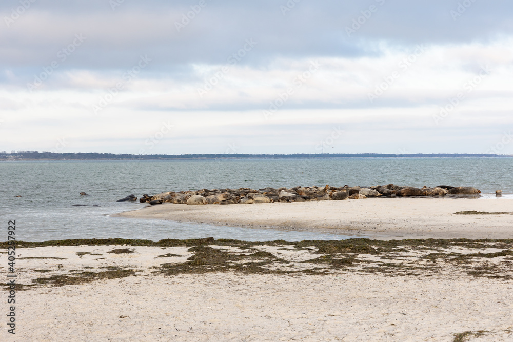 Måkläppen in southern Sweden, in the winter a very well visited animal welfare area for seals. Måkläppen in southern Sweden, in the winter a very well visited animal welfare area for seals.