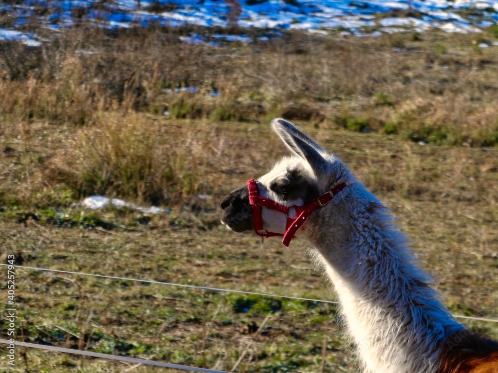 Fototapeta premium Caballo