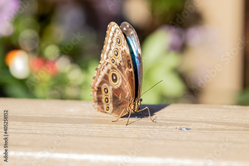 Butterfly on a wooden bench