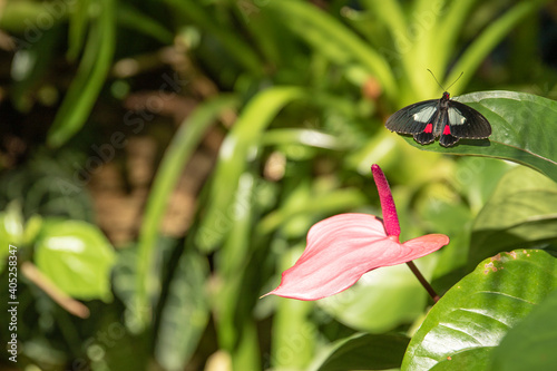 Butterfly on a green leaf of a flower.