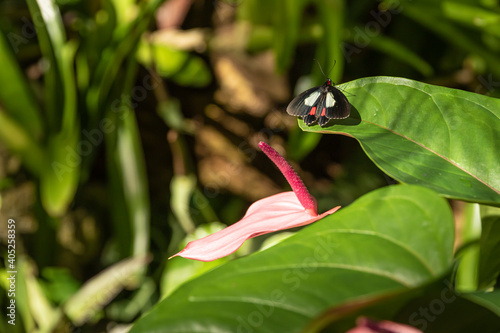 Butterfly on a green leaf of a flower.