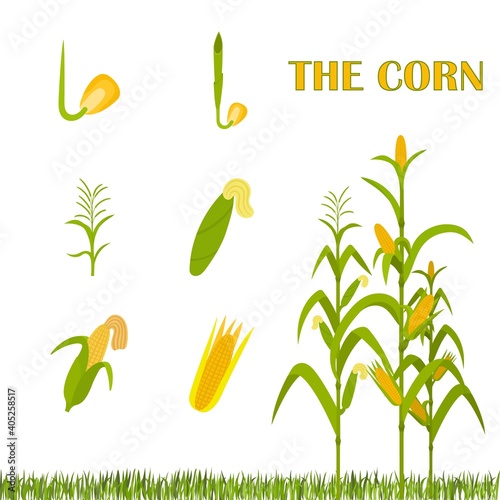 Growth stages from seed to adult plant.