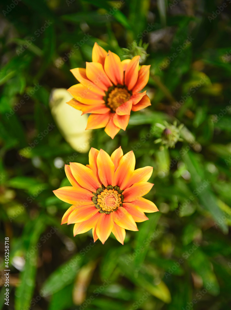 Beautiful treasure flower (Gazania rigens) Quito Botanical Gardens, Quito, Ecuador Beautiful treasure flower (Gazania rigens) Quito Botanical Gardens, Quito, Ecuador