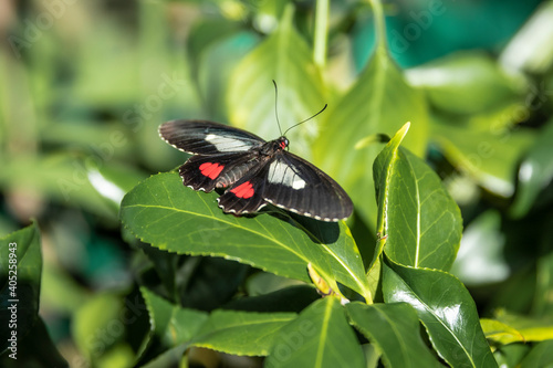 Butterfly on a green leaf of a flower.