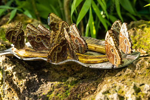 Butterfly on a green leaf of a flower.