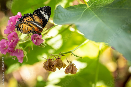 Butterfly on a green leaf of a pink flower.