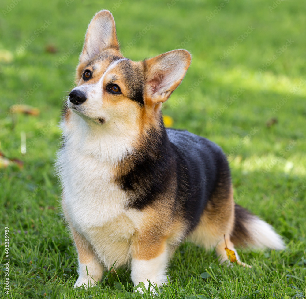 Welsh-Corgi-Pembroke-Hündin, Farbschlag Tricolour Welsh-Corgi-Pembroke-Hündin, Farbschlag Tricolour