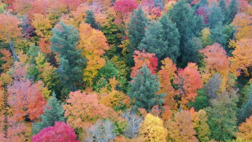autumn Forest autumn Forest