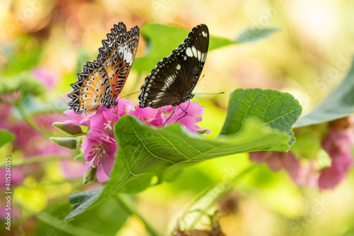 Butterfly on a green leaf of a pink flower.