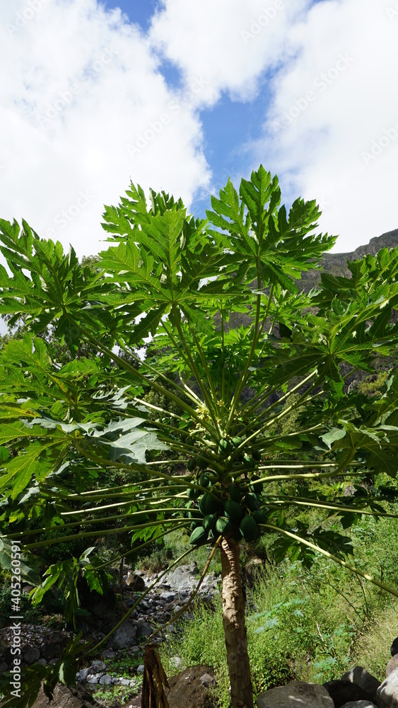Obraz premium a papaya tree next to the start of the trail Estancia Turistica de Passagem in the district Paul, on the island Santo Antao, Cabo Verde, in the month of December