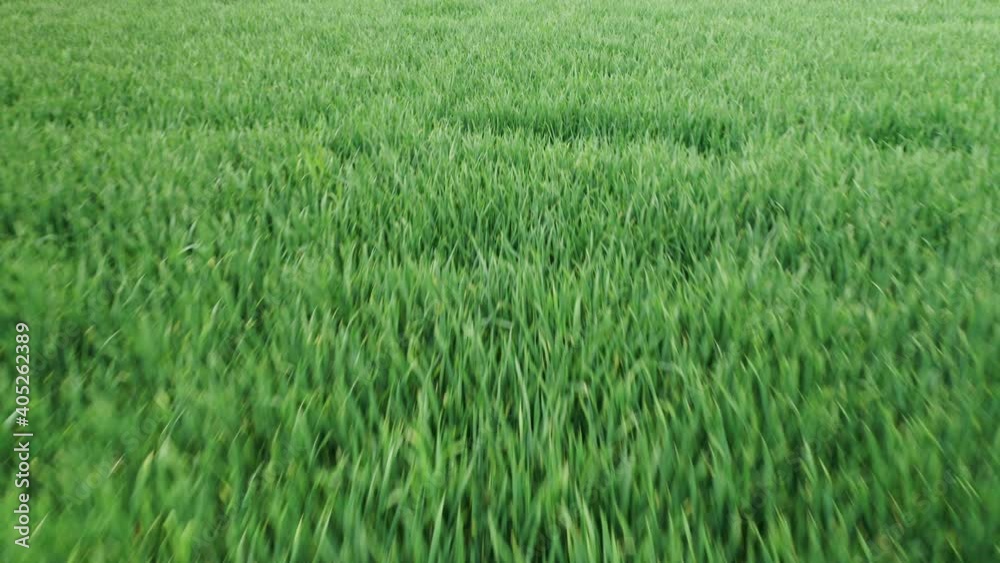Flight over agriculture green wheat field at sunny day. Flight over agriculture green wheat field at sunny day.