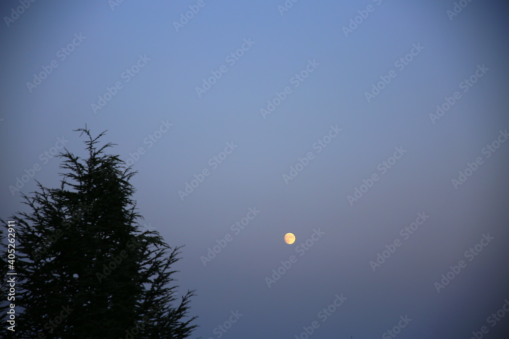 Silhouette of a fir tree under full moon light in the background, at dusk Silhouette of a fir tree under full moon light in the background, at dusk