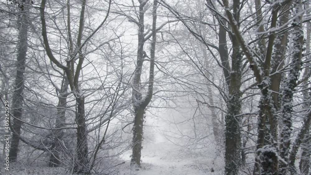 Pedestal Shot Rising Up Snow Covered Trees In Woodland Pedestal Shot Rising Up Snow Covered Trees In Woodland