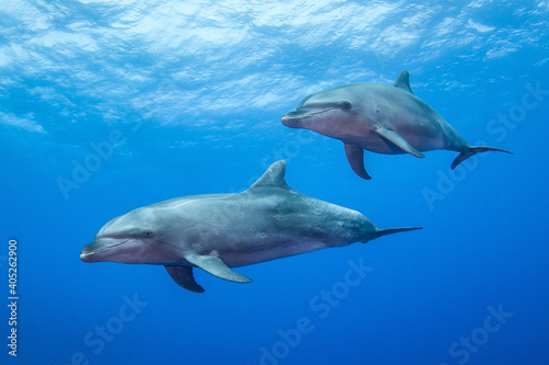 Slika na platnu Dolphins in the blue